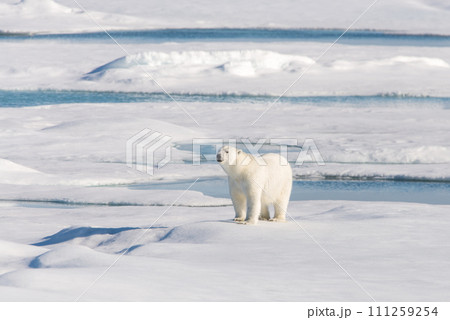 Polar bear on the pack ice Polar bear on the pack ice 111259254
