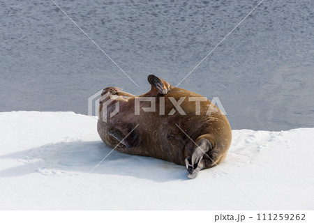 Walrus on ice Walrus on ice 111259262