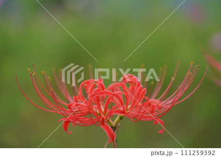 秋の野の花・彼岸花の一輪撮り 秋の野の花・彼岸花の一輪撮り 111259392