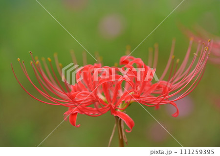 秋の野の花・彼岸花の一輪撮り 111259395
