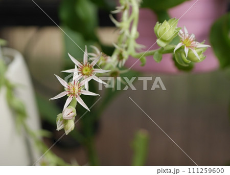 センペルビウムの花20220702 センペルビウムの花20220702 111259600