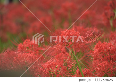 真っ赤な彼岸花 真っ赤な彼岸花 111259625