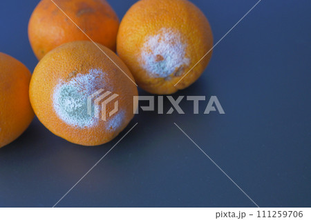 Rotten orange. Moldy orange on color background Rotten orange. Moldy orange on color background 111259706