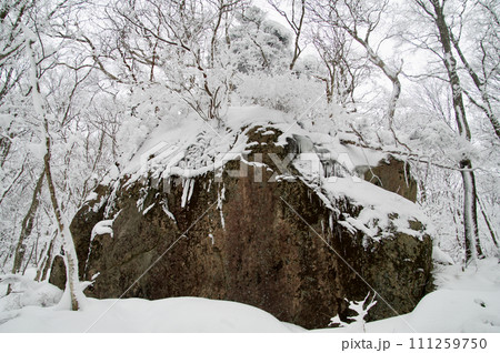 比婆山ブナ林雪景色 飛越岩雪化粧 比婆山ブナ林雪景色 飛越岩雪化粧 111259750