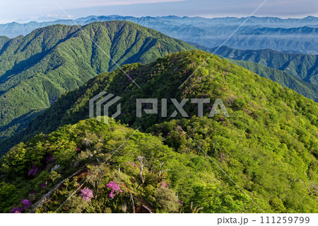 丹沢山地・檜洞丸から新緑とツツジの稜線と大室山の眺め 111259799