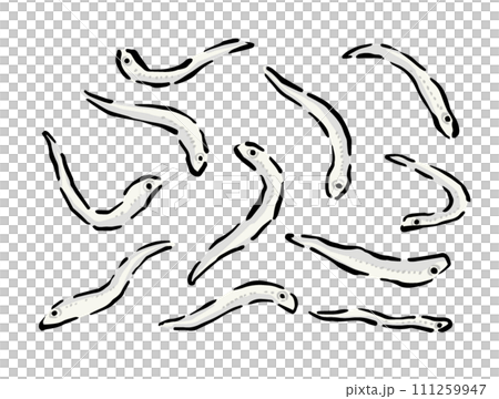 銀魚的線描插圖素材。一張一張繪製的離散的、單獨的插圖。 111259947