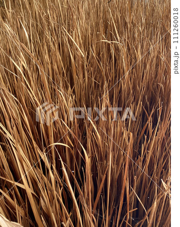 background of dry thatch or hay from natureal. background of dry thatch or hay from natureal. 111260018