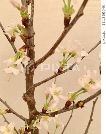 写真素材: 啓翁桜 写真素材: 啓翁桜 111260046