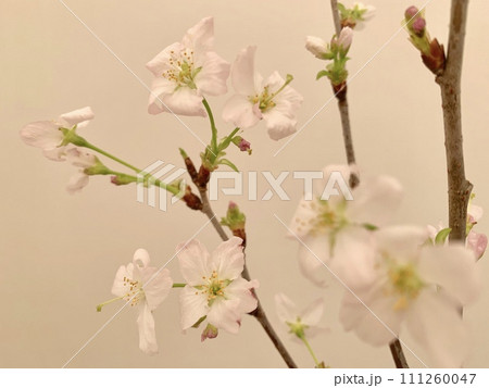 写真素材: 啓翁桜 写真素材: 啓翁桜 111260047