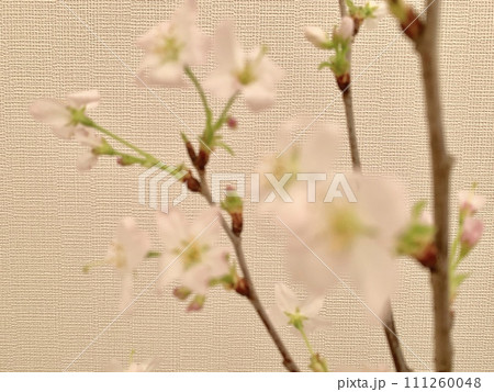 写真素材: 啓翁桜 写真素材: 啓翁桜 111260048