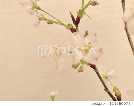 写真素材: 啓翁桜 写真素材: 啓翁桜 111260072