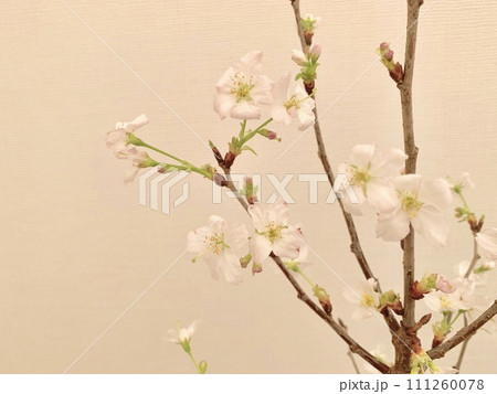 写真素材: 啓翁桜 写真素材: 啓翁桜 111260078