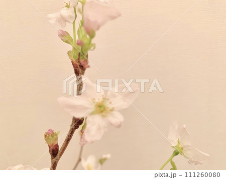 写真素材: 啓翁桜 写真素材: 啓翁桜 111260080