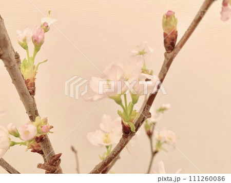 写真素材: 啓翁桜 写真素材: 啓翁桜 111260086