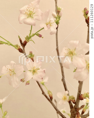 写真素材: 啓翁桜 写真素材: 啓翁桜 111260129