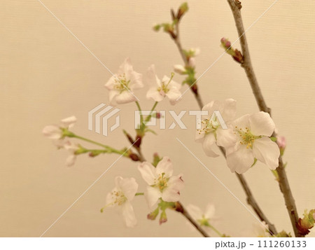 写真素材: 啓翁桜 写真素材: 啓翁桜 111260133