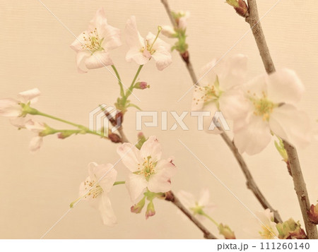 写真素材: 啓翁桜 写真素材: 啓翁桜 111260140