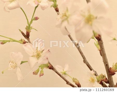 写真素材: 啓翁桜 写真素材: 啓翁桜 111260169