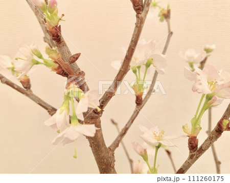 写真素材: 啓翁桜 写真素材: 啓翁桜 111260175