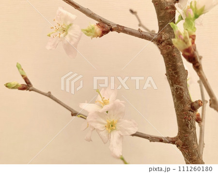 写真素材: 啓翁桜 写真素材: 啓翁桜 111260180
