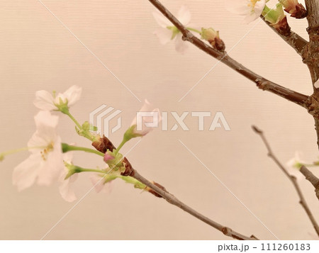 写真素材: 啓翁桜 写真素材: 啓翁桜 111260183