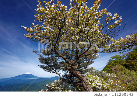 シロヤシオツツジ咲く檜洞丸稜線から見る残雪の富士山 111260342