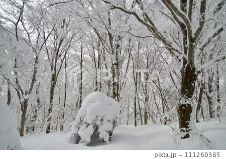 比婆山ブナ林 巨木雪景色 雪の積もった木々 霧氷 比婆山ブナ林 巨木雪景色 雪の積もった木々 霧氷 111260385