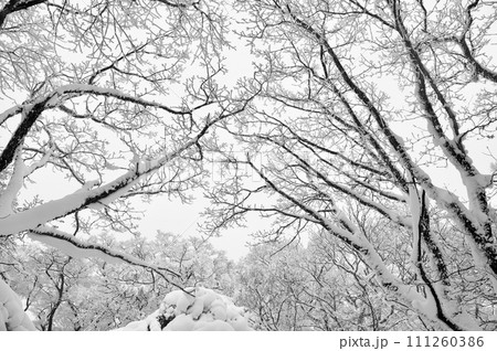 比婆山ブナ林雪景色　雪の積もった木々　霧氷 111260386