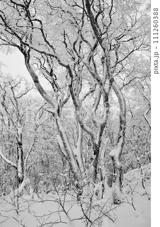 比婆山ブナ林　巨木雪景色　雪の積もった木々　霧氷 111260388
