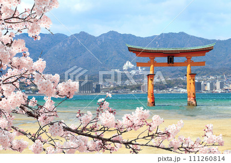 Branch of the blooming sakura with white flower and Torii gate, Itsukushima Shrine, Miyajima island, Hiroshima, Japan. Spring sakura blossoming season in Japan 111260814