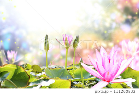 Horizontal banner with blossoming lotus flower on sunny nature spring background. Summer scene with lily flower in rays of sunlight. Close-up or macro. A picturesque colorful photo with a soft focus 111260832