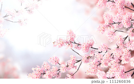 Horizontal banner with sakura flowers of pink color on misty backdrop. Beautiful nature spring background with a branch of blooming sakura. Sakura blossoming season in Japan 111260836