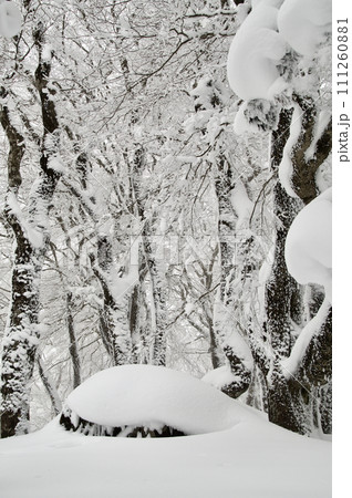 比婆山御陵雪景色　巨石　ブナの巨木　雪化粧　霧氷 111260881