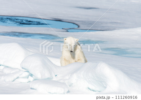 Polar bear sitting Polar bear sitting 111260916