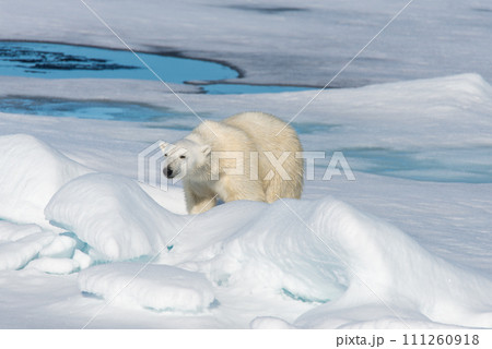 Polar bear on the pack ice 111260918