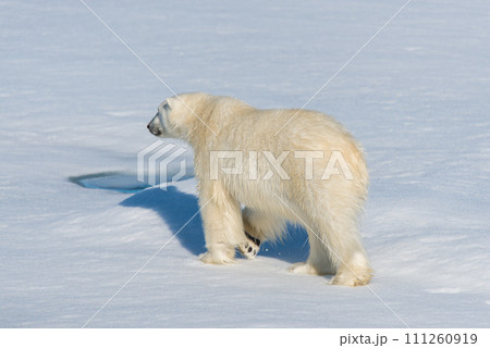 Polar bear on the pack ice 111260919