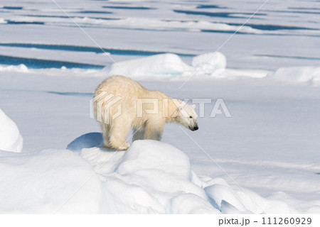 Polar bear on the pack ice Polar bear on the pack ice 111260929