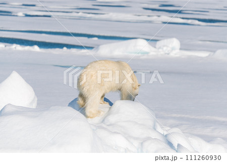 Polar bear on the pack ice 111260930