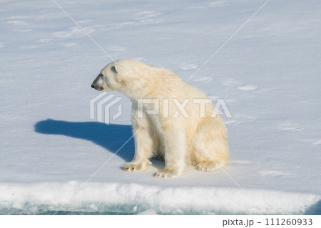 Polar bear sitting 111260933