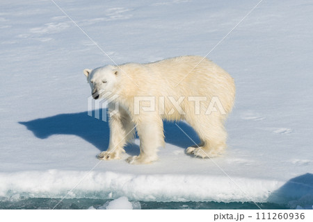 Polar bear on the pack ice Polar bear on the pack ice 111260936