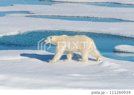Polar bear on the pack ice 111260939