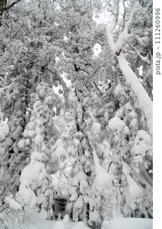 比婆山御陵巨樹杉樹氷　霧氷 111260996