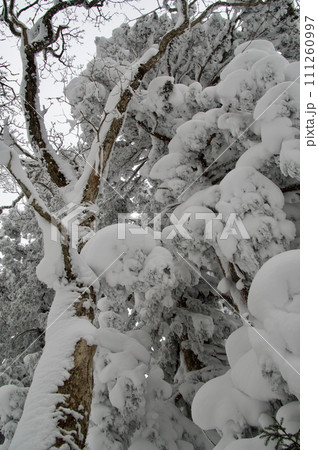 比婆山御陵巨樹杉樹氷 霧氷 比婆山御陵巨樹杉樹氷 霧氷 111260997