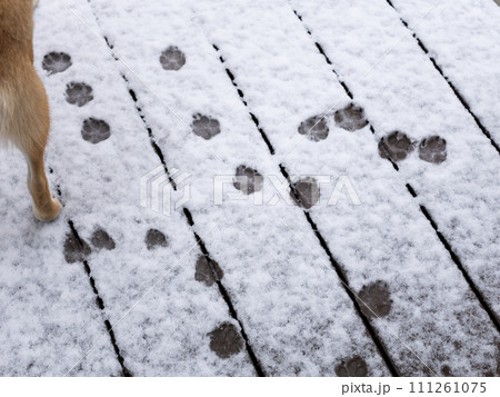 雪についた柴犬の足跡 111261075