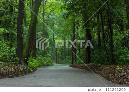 東京の初夏 明治神宮 鎮守の森 東京の初夏 明治神宮 鎮守の森 111261206