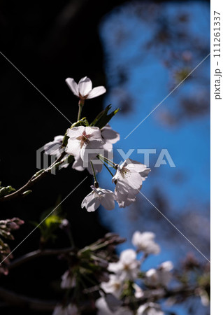 青空と桜 111261337