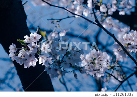青空と満開の桜 111261338