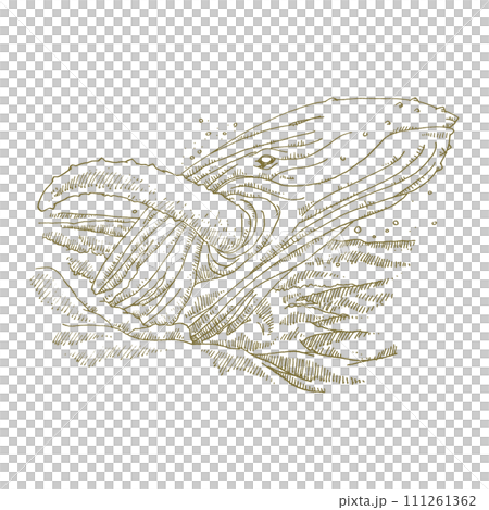 Line drawing illustration of a whale breaching (jumping) 111261362