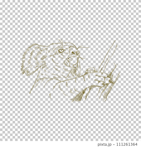 無尾熊線描插圖 111261364