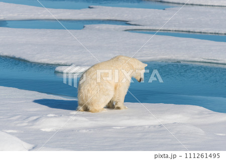 Polar bear on the pack ice Polar bear on the pack ice 111261495